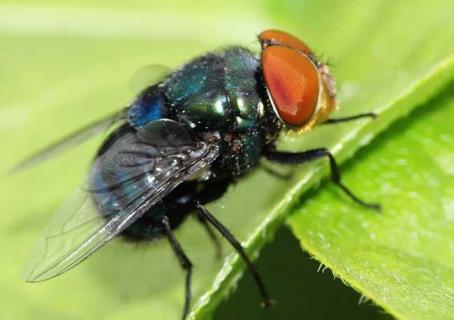 苍蝇图片 苍蝇图片真实照片