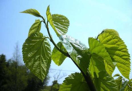 桑树图片 野生桑树图片