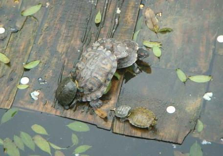 乌龟图片（乌龟图片简笔画）