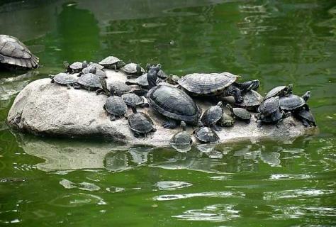 巴西龟怎么养最好 巴西龟如何养最好