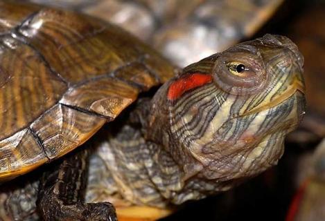 巴西龟吃什么食物 黄金巴西龟吃什么食物