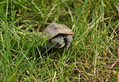 巴西龟图片（巴西龟图片识别）