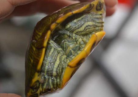 巴西龟冬眠要怎么养（巴西龟冬眠怎么养?）