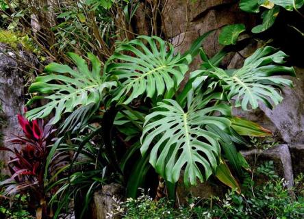 龟背竹图片(龟背竹图片功效与作用)