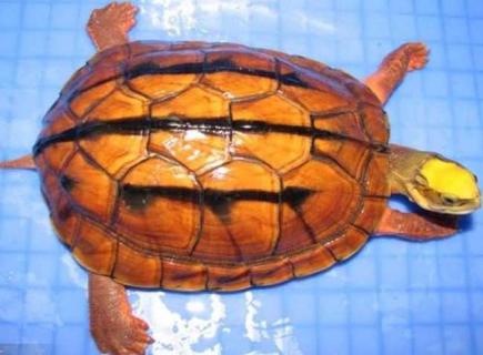 金钱龟图片 金钱龟图片 识别