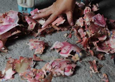 白蚁吃什么 黑翅土白蚁吃什么