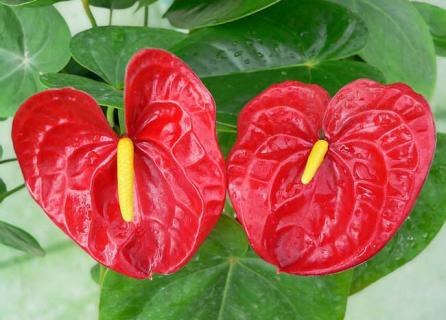 红掌图片 手心红掌图片