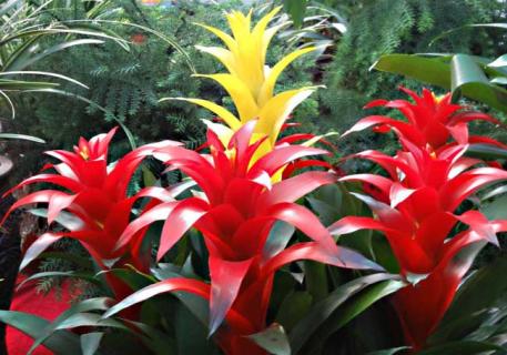 凤梨花图片（凤梨花图片 有毒）