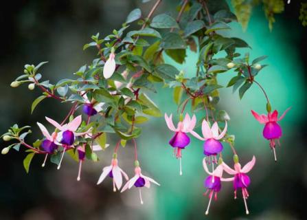 倒挂金钟花图片（倒挂金钟花图片花苞落下是什么原因?）
