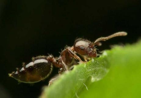 蚂蚁图片 蚂蚁图片卡通图