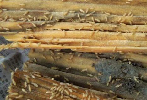 白蚁图片 白蚁图片跟黑飞蚁图片