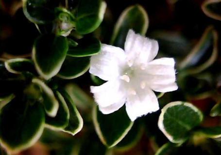 六月雪图片 红花六月雪图片