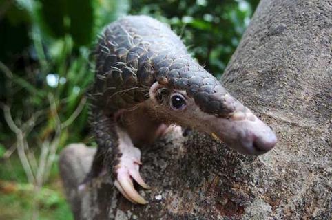 穿山甲图片(穿山甲图片真实照片)