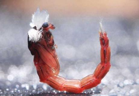 红虫怎么保存（夏季红虫怎么保存）