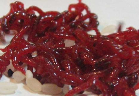 红虫养殖技术 红虫养殖技术推广中心