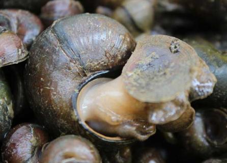 田螺图片 福寿螺图片