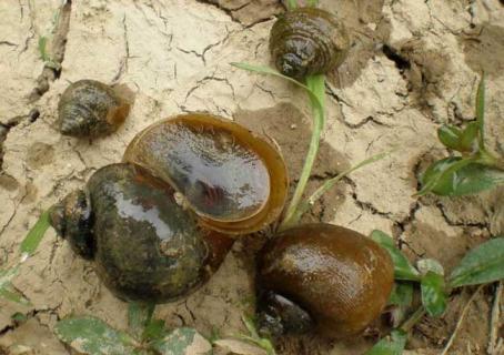 田螺产地在哪里 田螺的产地