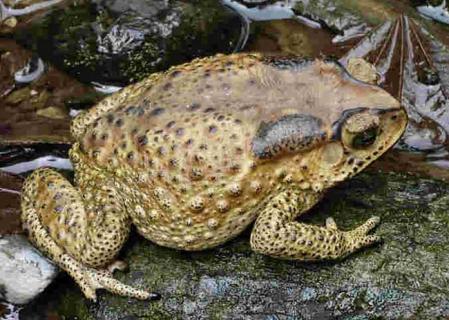 蟾蜍图片 蟾蜍图片真实照片
