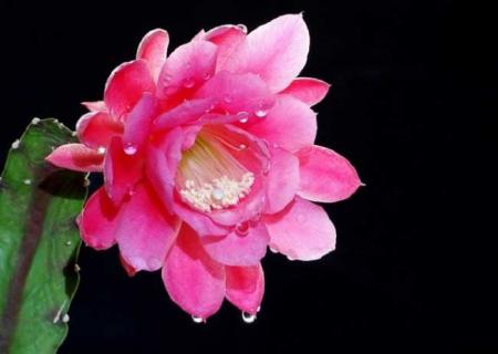 令箭荷花图片 白色令箭荷花图片