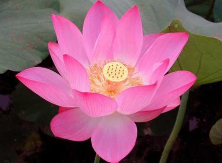 荷花图片（荷花图片大全 唯美）