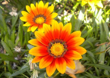 勋章菊图片（勋章菊图片大全手机壁纸）