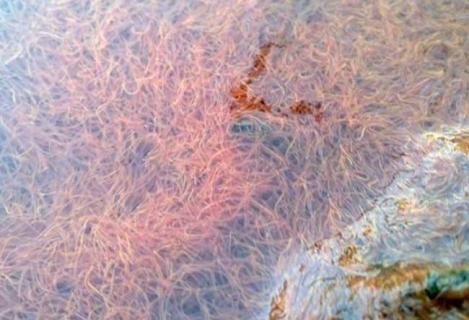 水蚯蚓 水蚯蚓怎么保存时间长