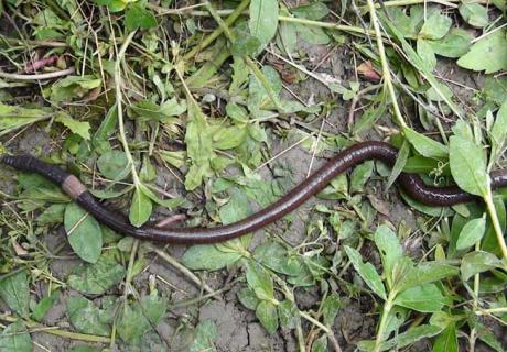 蚯蚓的血是什么颜色 蚯蚓的血是什么颜色的视频