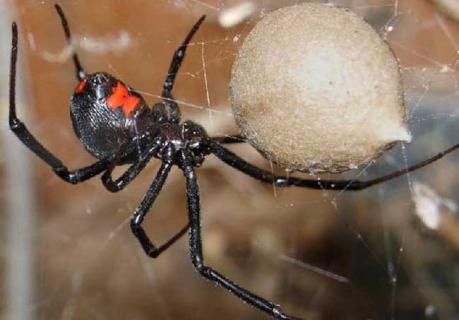 黑寡妇蜘蛛（黑寡妇蜘蛛有多毒）