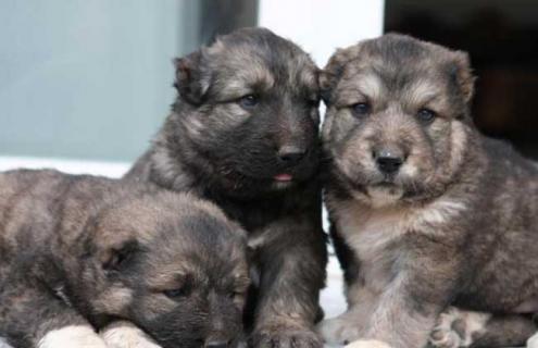 肉狗养殖场建设方案(肉狗养殖场怎么建设)