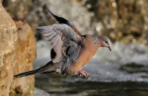 斑鸠的种类有哪些 最大的斑鸠是哪一种