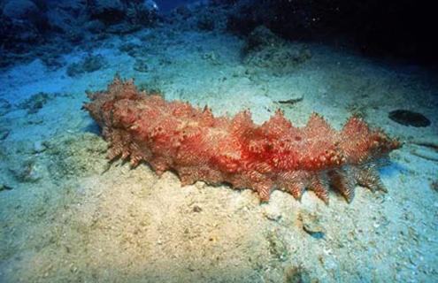 海参多少钱一斤（鲜海参多少钱一斤）