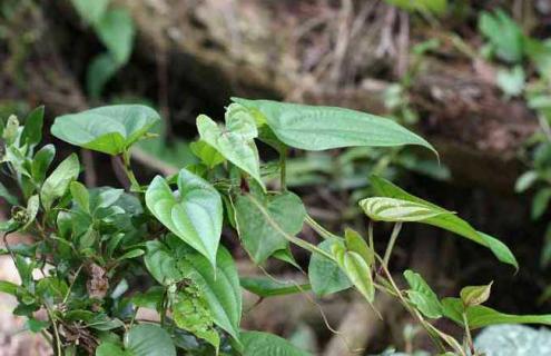 山药图片（山药叶子长什么样图片）