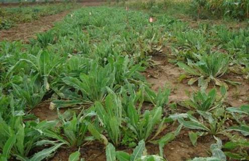 板蓝根图片（板蓝根图片植物图）