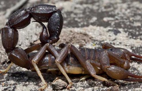 蝎子养殖成本和利润(养蝎子投资和利润多少)