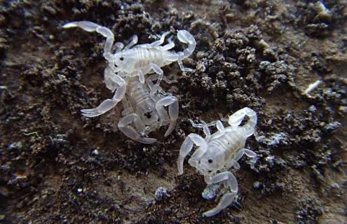 被蝎子蛰了怎么办（孩子被蝎子蛰了怎么办）