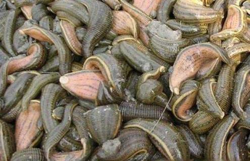 水蛭的种类有哪些(水蛭的百科)