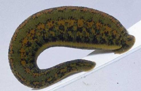 水蛭的生活习性(水蛭的生活条件)