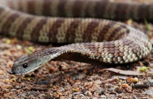 虎蛇的种类及图片 虎尾蛇图片