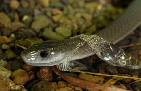 黑曼巴蛇图片 科比黑曼巴蛇图片