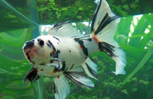 草种金鱼图片 草金鱼的图片