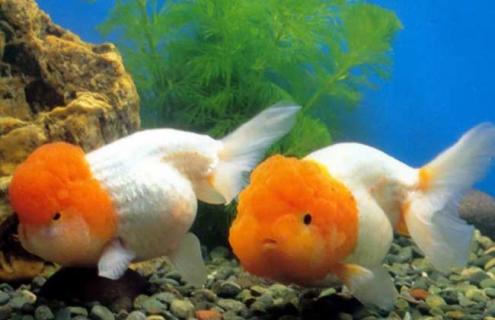 蛋种金鱼图片 蛋种金鱼有哪些品种