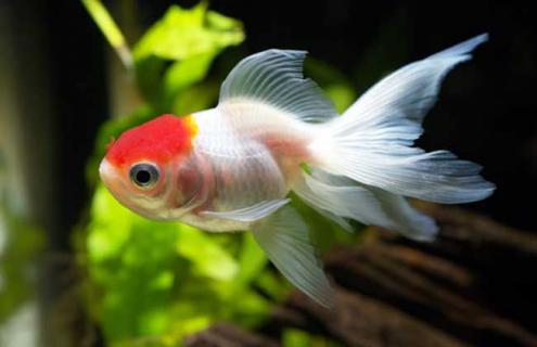 蝶尾金鱼图片(五花蝶尾金鱼图片)