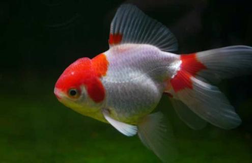 红高头龙睛图片 双龙眼的图片