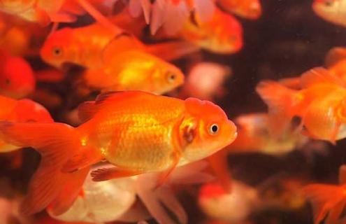 红虎头金鱼图片（观赏鱼金鱼虎头）