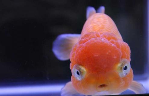 虎头金鱼图片（红头虎头金鱼图片）