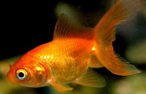 金鲫鱼图片 金鲫鱼百科