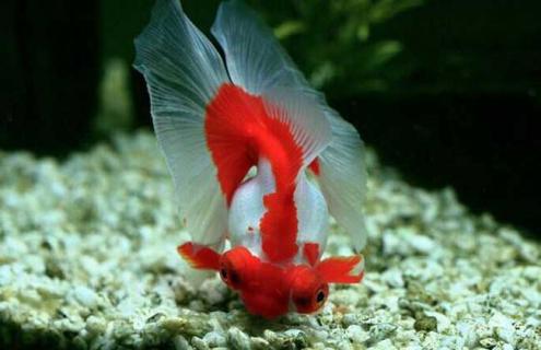 龙种金鱼图片 龙种金鱼图片大全大图