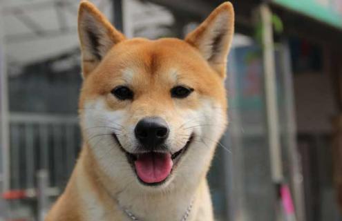 柴犬图片（柴犬图片表情包）