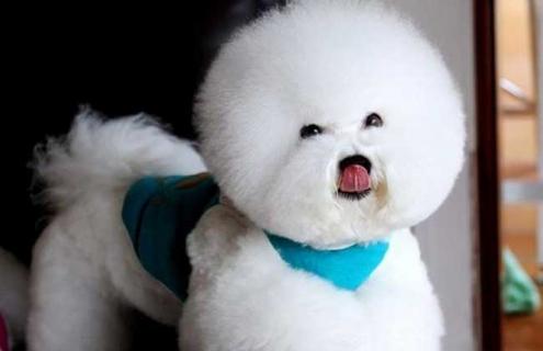 比熊犬图片及选购标准（比熊犬选购要点）