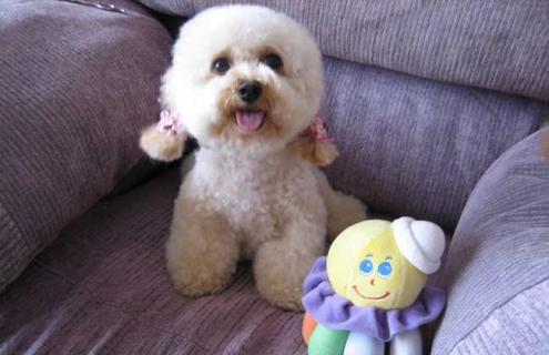 贵宾犬图片及选购方法 贵宾犬怎么挑选